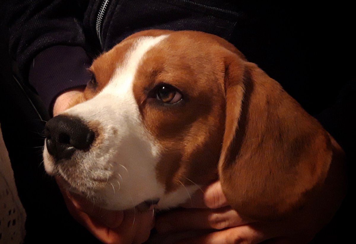yetithebeagle's tweet image. I&apos;m back, baby. #beagles