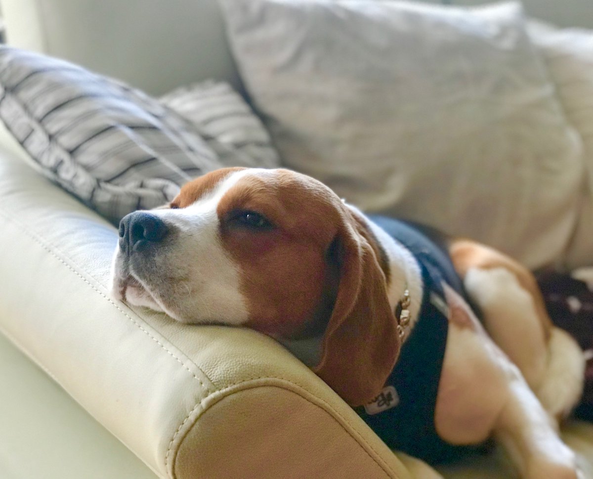 yetithebeagle's tweet image. Why must I always wait for my walk? I was ready forever ago. #beagle2