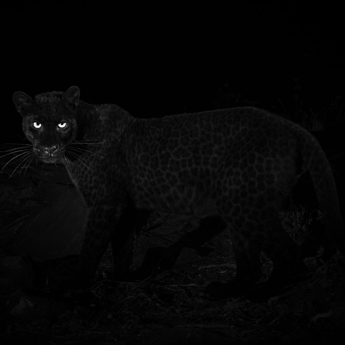 Efsanelere konu olan 'kara panter' 110 yıl sonra ilk kez görüntülendi. bbc.in/2E7pBlT