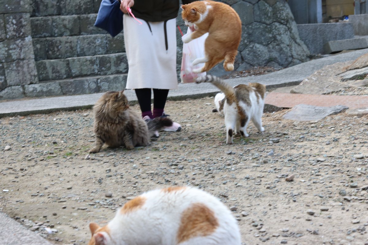 アニメ制作会社で働く動物好き 元結婚相談所運営 元葬儀屋営業 元沖縄三線教室運営 楽器製造が得意 おぉ 凄い 猫使いの極意ですね