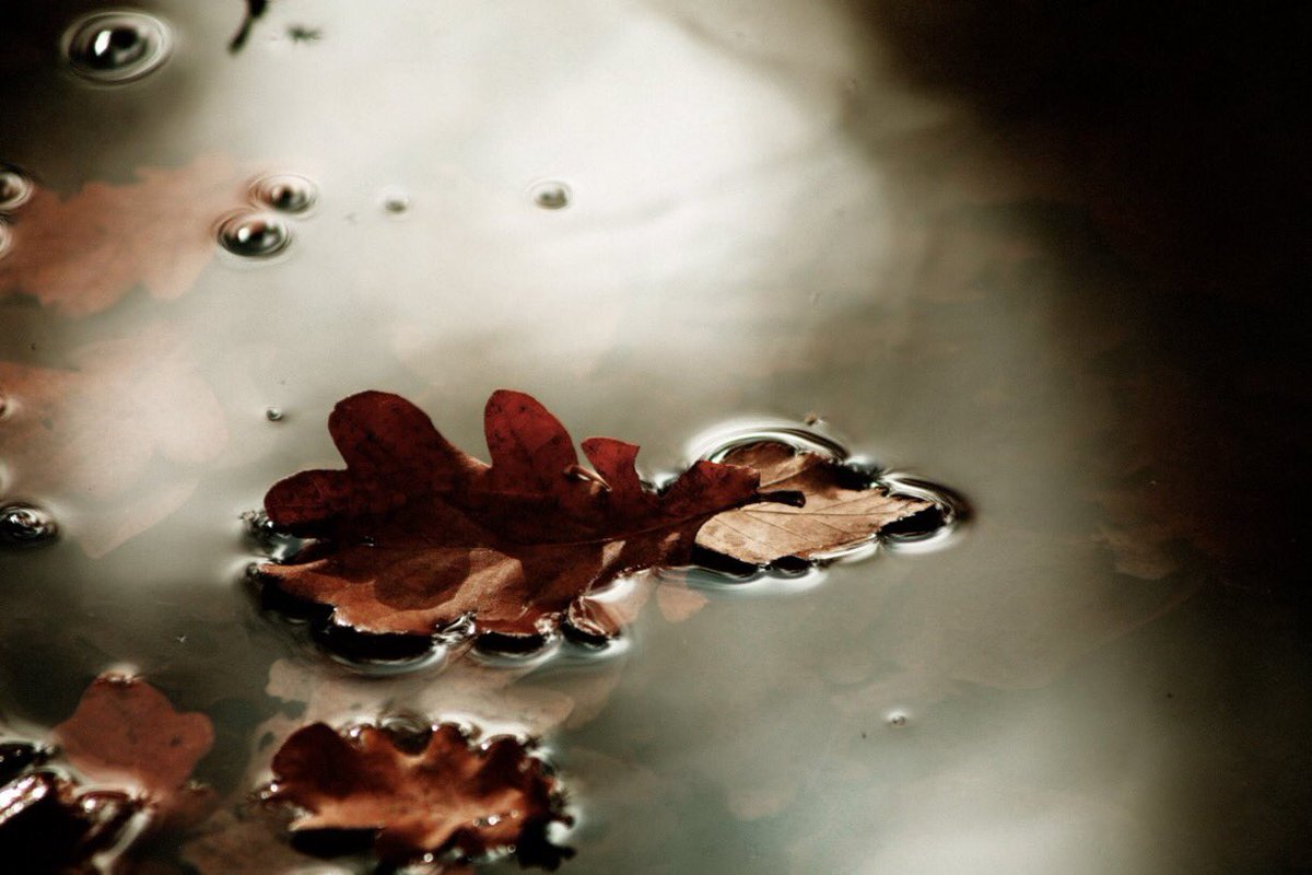 Elliot Burns There S Something Sad But Also Nice About The Fallen Leaves Death Or New Life Why Not Both Photographer Photo Reflection Leaves Floating Elliotburns Lighting Camera Photogenic T Co W7iynqletr Elliot Burns There S Something Sad But Also Nice About The Fallen Leaves Death Or New Life Why Not Both Photographer Photo Reflection Leaves Floating Elliotburns Lighting Camera Photogenic T Co W7iynqletr