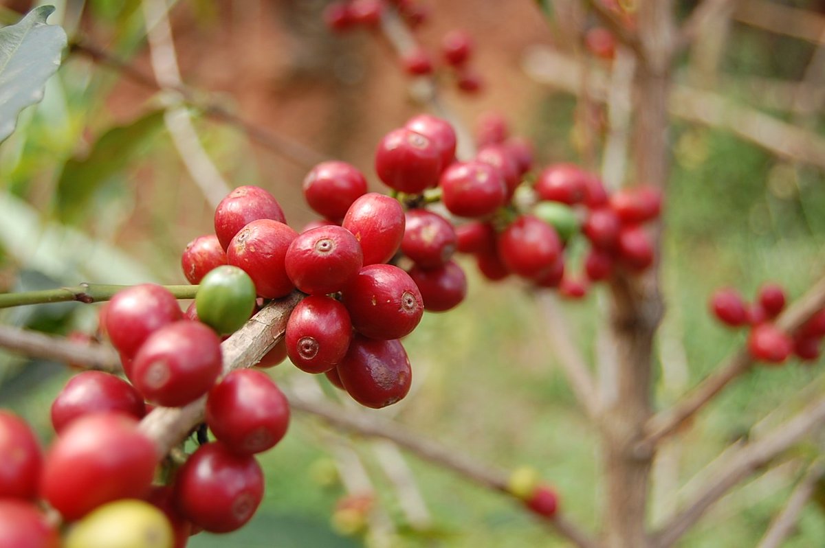 SpecialtyBarist's tweet photo. RT PerfectDailyG "RT Rwanda_Coffee: Rwanda counts more than 355,000 coffee producers growing coffee trees on more than 35,000 ha across the country
#AFCA2019 https://t.co/JE84U1GBL2"