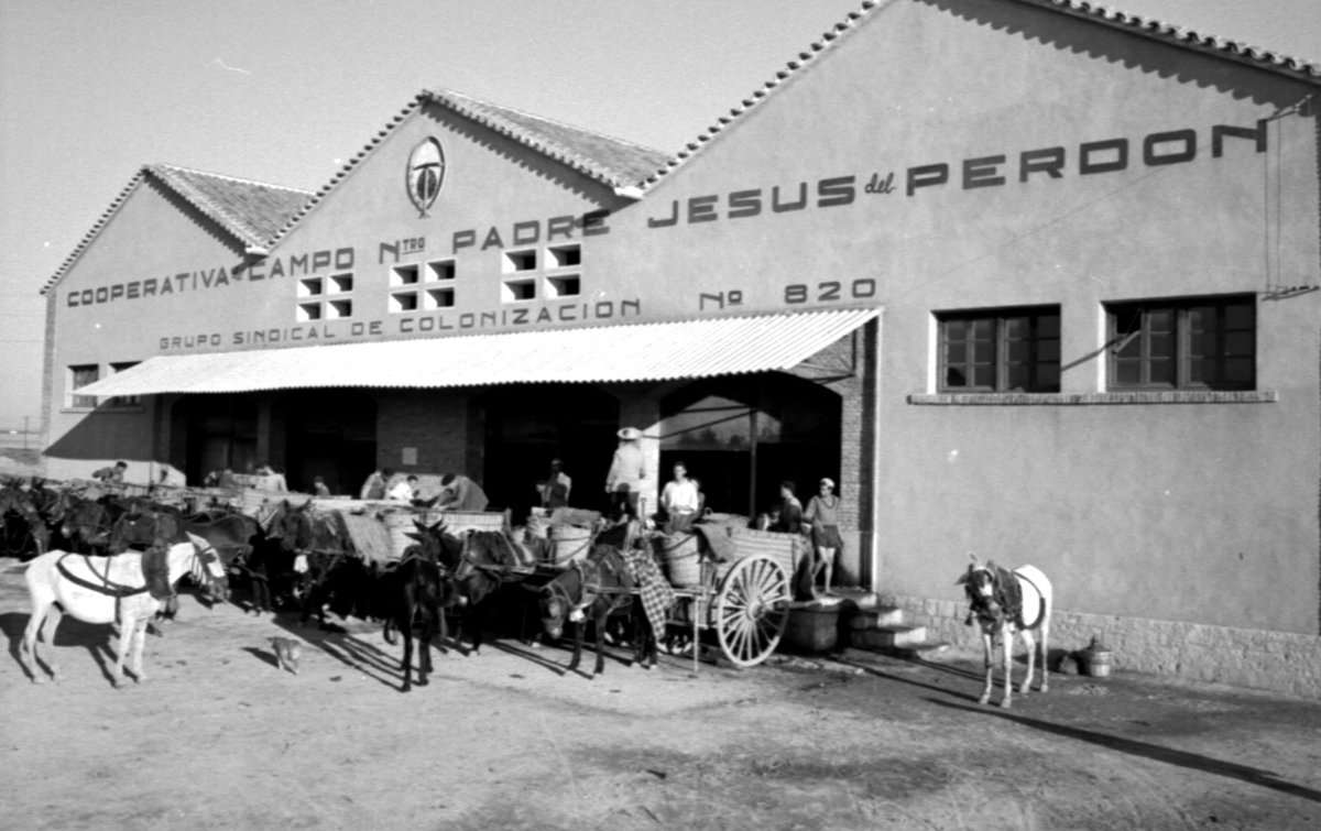 Bodegas Yuntero is one of the oldest cooperative wineries from Spain. It was founded in 1954 and it is located in La Mancha, the land of Don Quixote. Our vineyard is really diversified because we have a wide range of white and red grape varieties