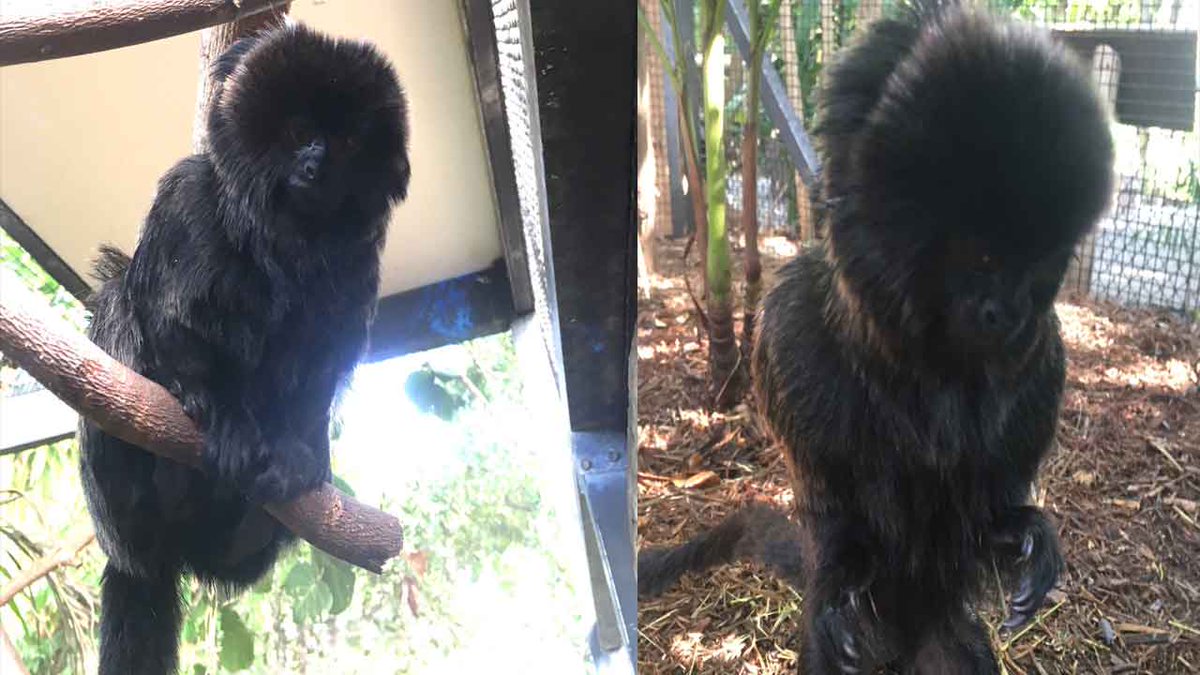 Tiny monkey stolen from South Florida zoo has been found bit.ly/2E7HmkU?utm_so… https://t.co/sRSDTtclOY