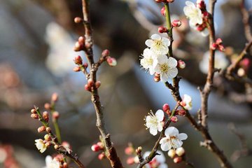 曽我梅林の梅まつりは富士山とお餅もよかった話 明日2月11日は流鏑馬もあります さくさくの日常
