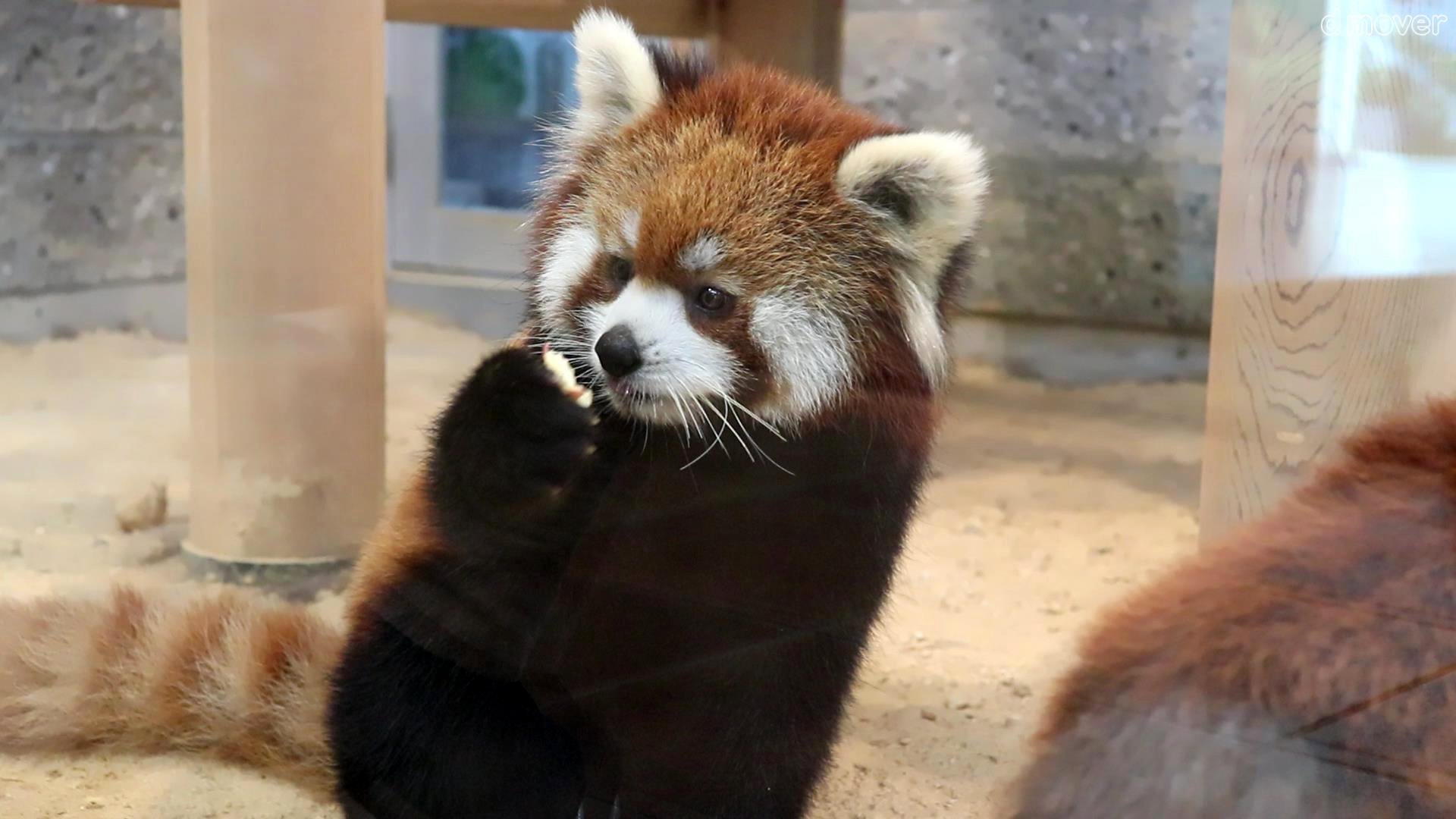 D Mover レッサーパンダ キラリ めいしゃん 梅香 モグモグタイム 鯖江市西山動物園 Red Panda Nishiyama Zoo T Co Uuhdrsgajh かわいい レッサーパンダ 絶滅危惧種 キラリ めいしゃん 食事 鯖江市西山動物園 Redpanda Nishiyamazoo