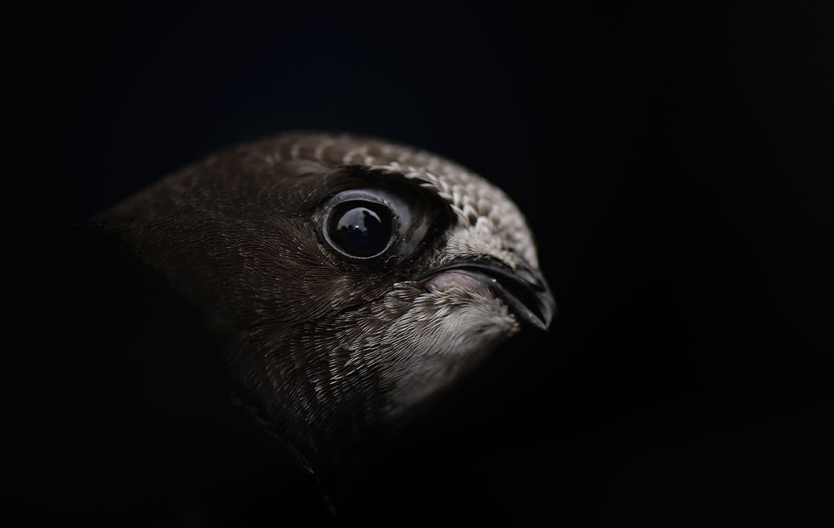 There are so many ways we can help Swifts, advice on how to build a nest box and lots of other tips and advice here bit.ly/2S06KwW #nationalnestboxweek