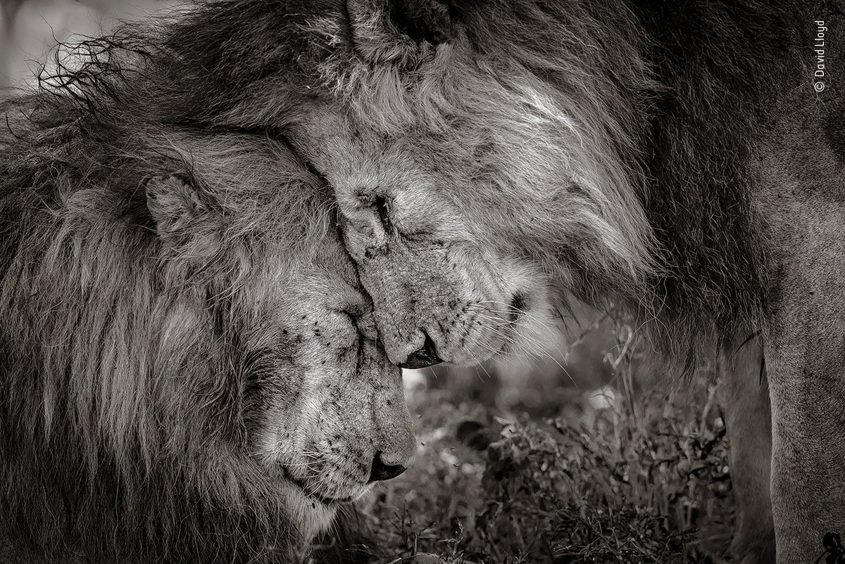 NHM_WPY's tweet photo. It may be #GalentinesDay, but this beautiful bromance just won our @LumixUK  #WPYPeoplesChoice Award! Congrats again to the winning photographer @davidllo.
 
In case you missed it, here's our article on the winning image: https://t.co/THOlDWdHRt

Thanks to everyone who voted! 🙏 https://t.co/eNtj1JzvN6