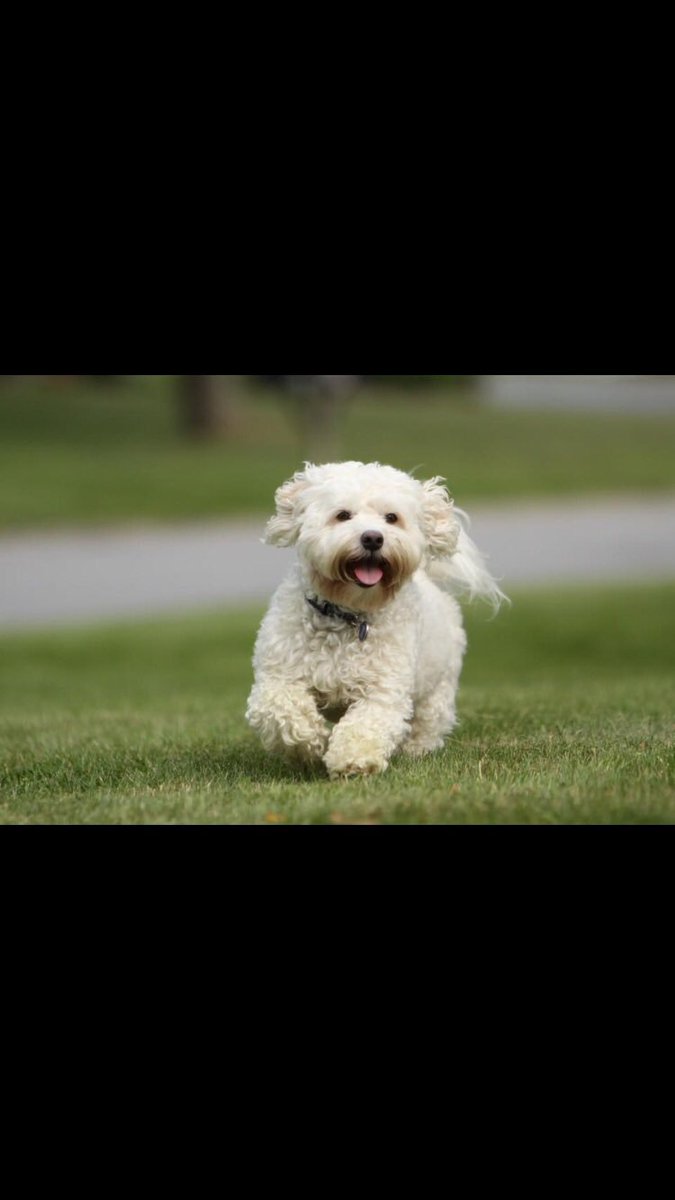 CBDReNU's tweet photo. We want what’s best for you but we also want what’s best for your furry friends. 
Our friend Mario finally has relief from his anxiety and stress! His Mom is relieved too! Please continue to share your happy stories with us!                     https://t.co/E6RcgT6Aor https://t.co/UAcu690jli