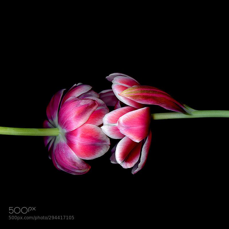 UN AMOUR de FLEURS... TULIPS by magdaindigo