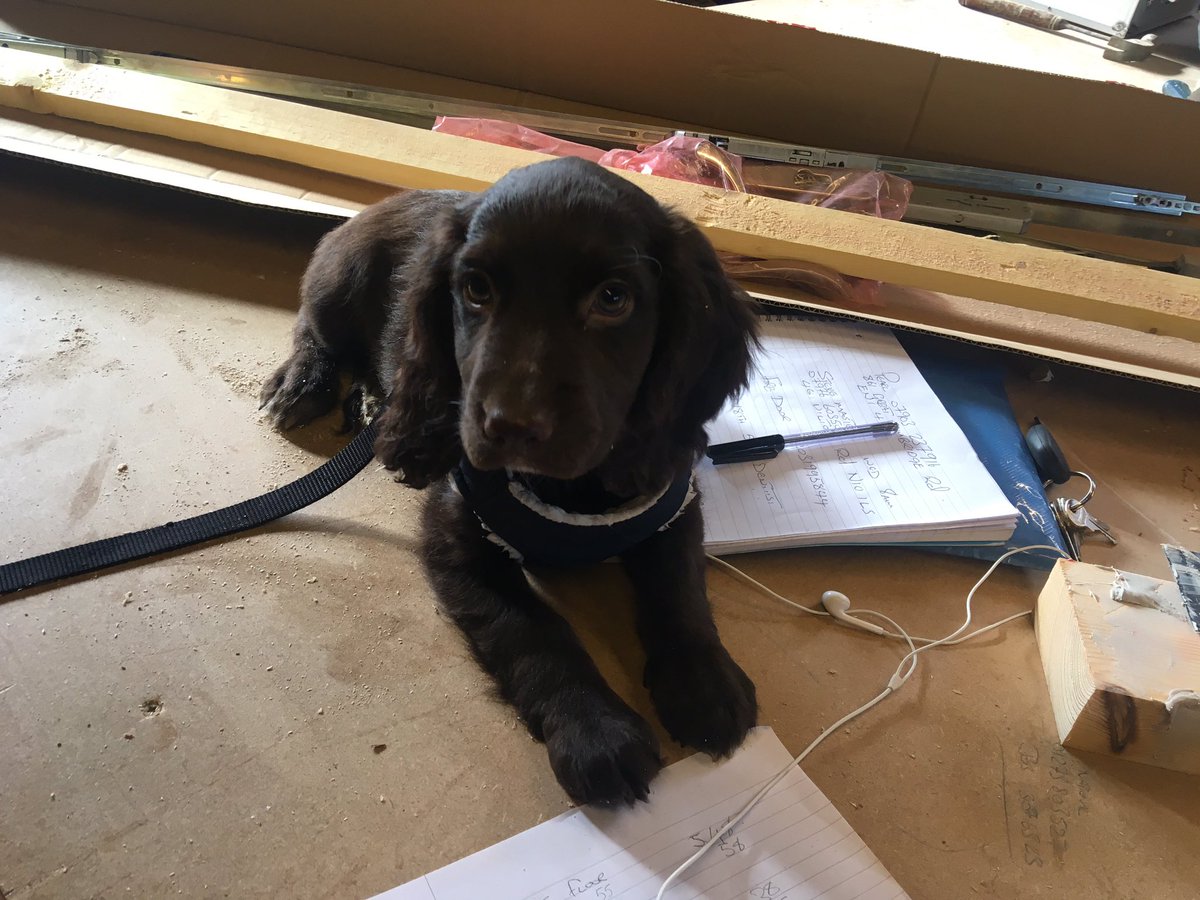 SashWorksSimon's tweet photo. Sash works new apprentice #puppy#workingdog #carpentry https://t.co/I5W7hEDcsa