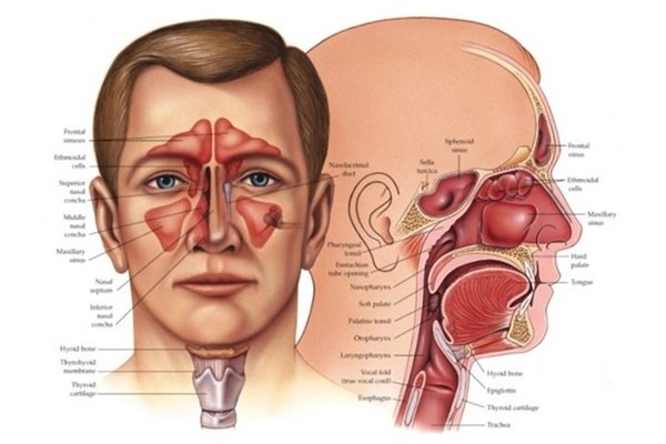 Journal of #Otolaryngology, #Head &amp; #Neck #Surgery