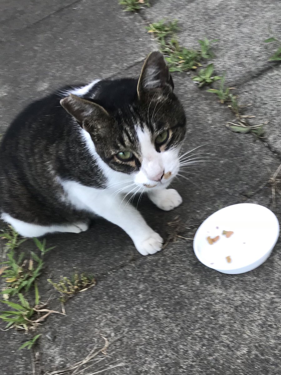 Cherry551551's tweet photo. 今日は悲しいお知らせです。
はなちゃんが何者かに、スタンガンの様な物でショックを与えられ、ボランティアさんに急遽病院に搬送されましたが、息を引き取りました。多数犯人の目撃者がおり、警察にも通報しています。 https://t.co/5vWxGcX8n5