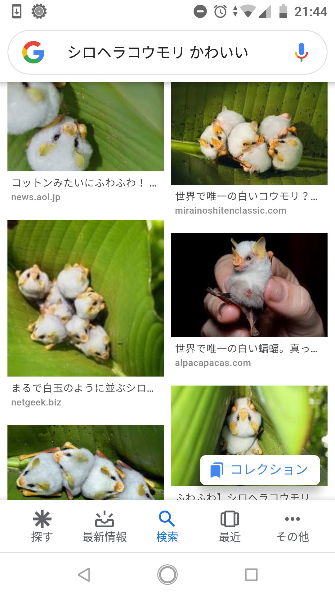 吾妻まいか どうぶつイラストレーター A Twitter シロヘラコウモリ という白くてちっちゃいコウモリが シマエナガみがあってめっちゃ可愛い