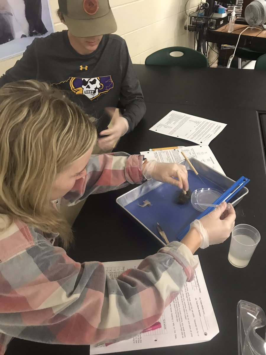 WalkerSciNerd's tweet photo. APES students dissecting owl pellets to see components of food chains! #sjhstrojans #whatisinside https://t.co/VuuJyT6Uae