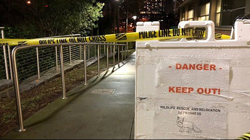 ajc's tweet photo. Georgia Tech campus on alert after rabid fox attacks students https://t.co/8szylRYjZi https://t.co/Vwn76mAWvv