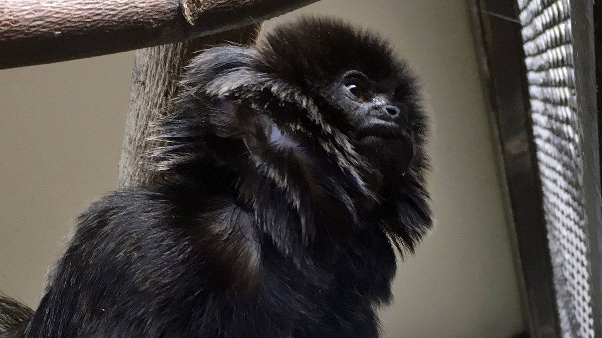 WFLA's tweet photo. Rare monkey stolen from Florida zoo found safe https://t.co/cm96qZQz5g https://t.co/Sx7ybwxQ04