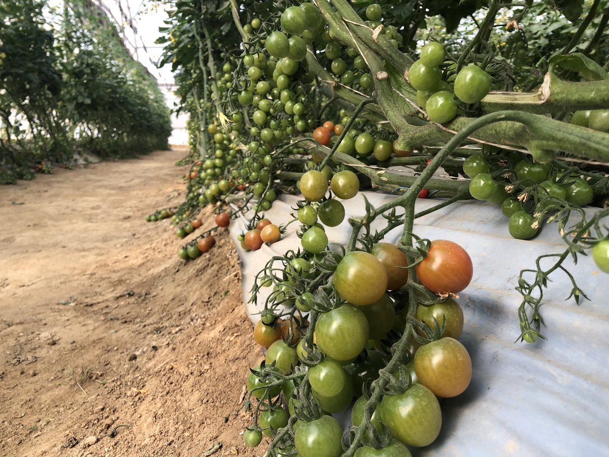 DanAlluf's tweet image. Cherry 🍒 tomato 🍅 🇮🇳🇮🇱 COE KARNAL HARYANA #IIAP. @MASHAVisrael. @IsraelinIndia