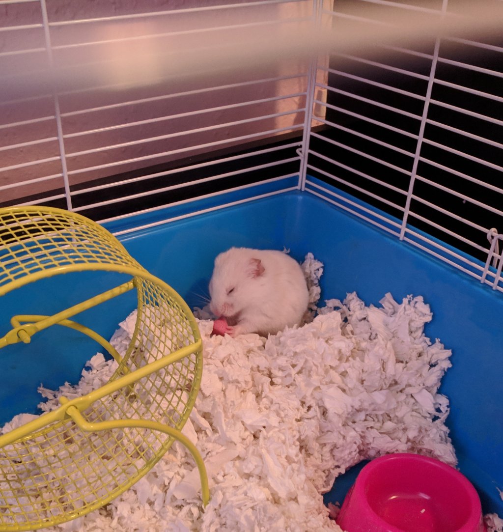 reverse_will's tweet image. Meet Tiny Rick groveshc.com/2019/02/13/mee…