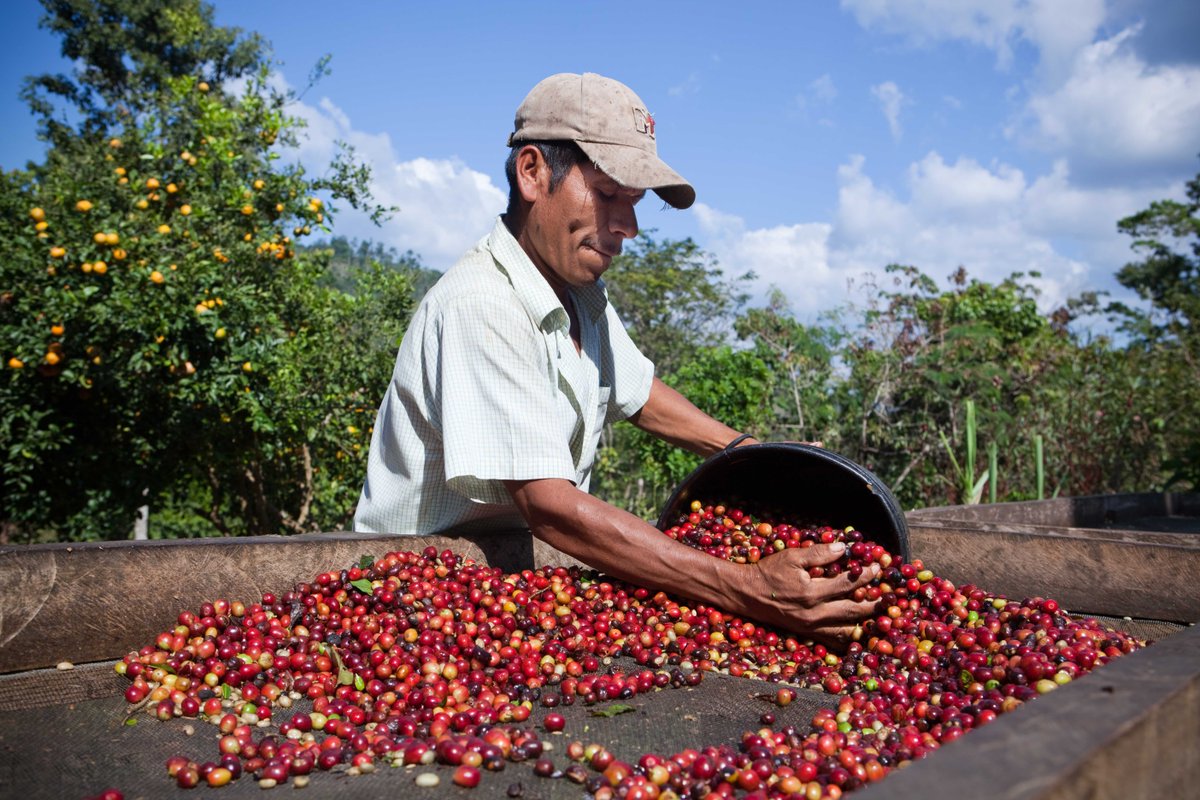 Ever wondered why #NescafeGoldBlend tastes so good? Its because only the best #coffeebeans make it to your mug. Plus a cup of coffee tastes better when it is ethically produced! #NescafePlan Learn more at bit.ly/2nhXGIa