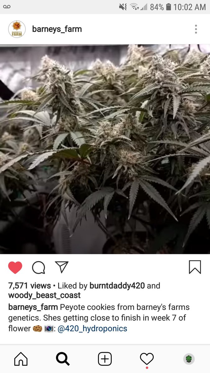 It's been a big month for us at 420hydroponics! Thx for the shout out barney's farms! #cannabis #cannabisculture #barneysfarm #Amsterdam #weedstagram #WeedLover #growyourown #peyotecookies #highyeild  
Check out our site at 420hydroponics.ca