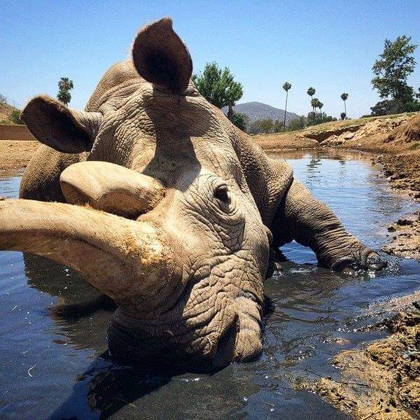 _Naeray's tweet photo. Il n'existe plus que 30'000 lions dans la nature désormais.
3900 tigres.
11 marsouins du pacifique.
2 rhinocéros blancs du nord.

Il serait peut-être temps d'ouvrir les yeux et d'agir, non ? https://t.co/D4PljNA0Sf