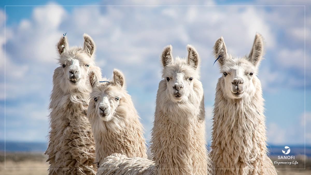 SanofiUS's tweet photo. What’s so special about a llama’s unique form of antibodies? They may soon be used to treat #rarediseases or certain types of cancers. Learn more about how these members of the camel family are driving innovation: https://t.co/v3JABDsIii. #ScienceIsOurPassion https://t.co/go9VPY0qjN