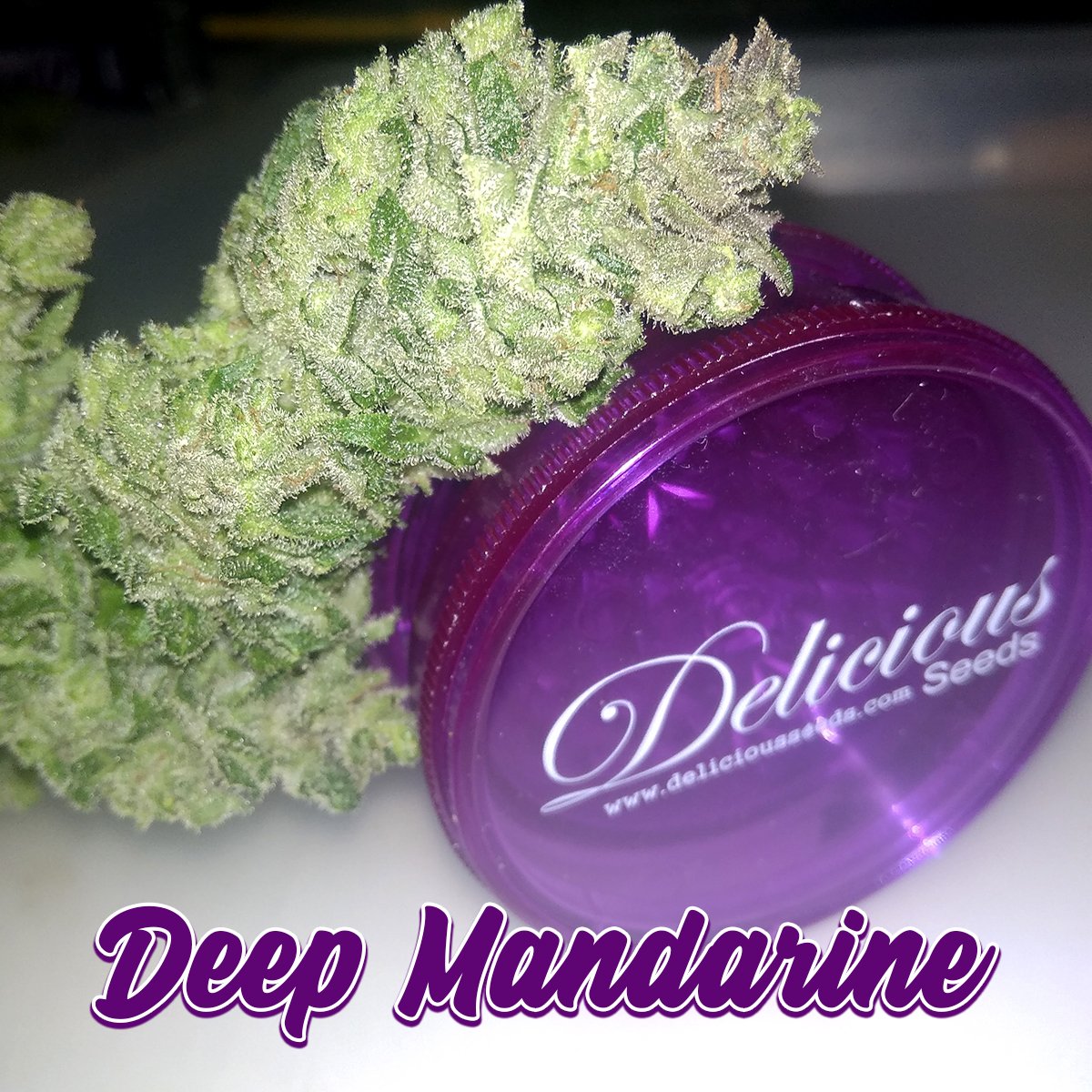 💜🍊#DeepMandarine 🍊💜🌱 #DeliciousSeeds #LifeIsDelicious #CannabisStrains #CannabisSeeds #CannabisCommunity #Cannabis #CannabisPlant #CBD #Medicinal #indica #indicastrain #cannabisindica