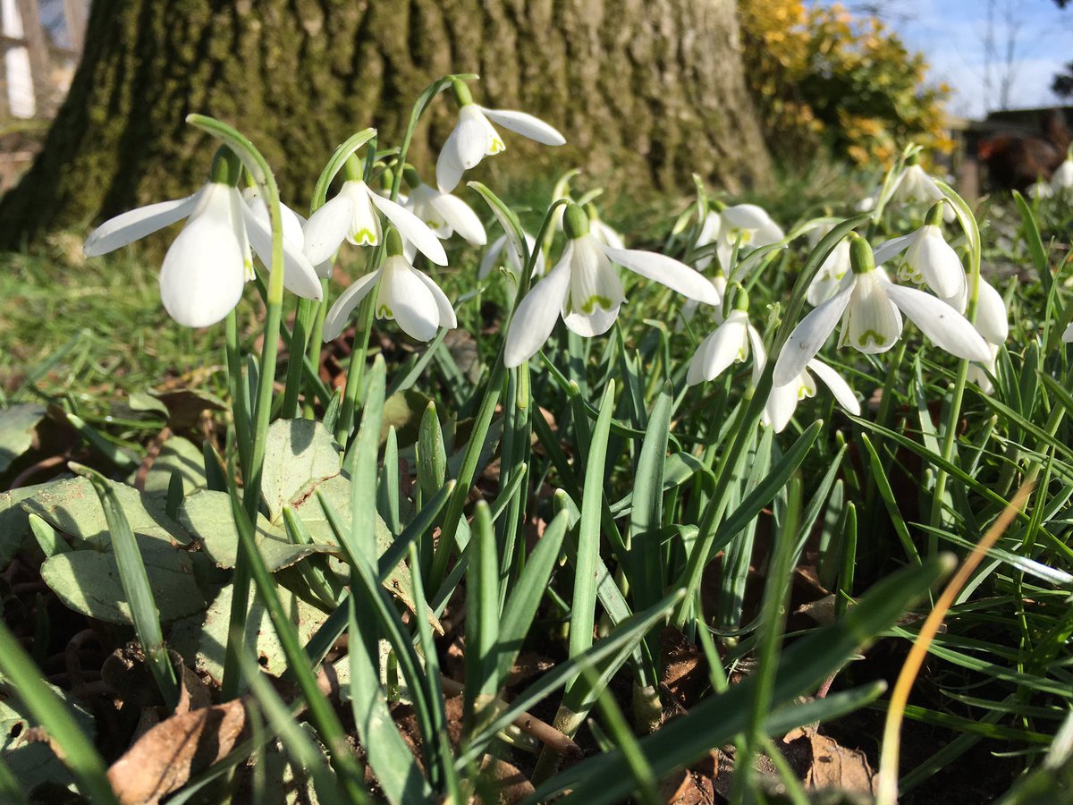 #snowdrops <a href="/RaveninghamG/">Raveningham Gardens</a> #sculpture