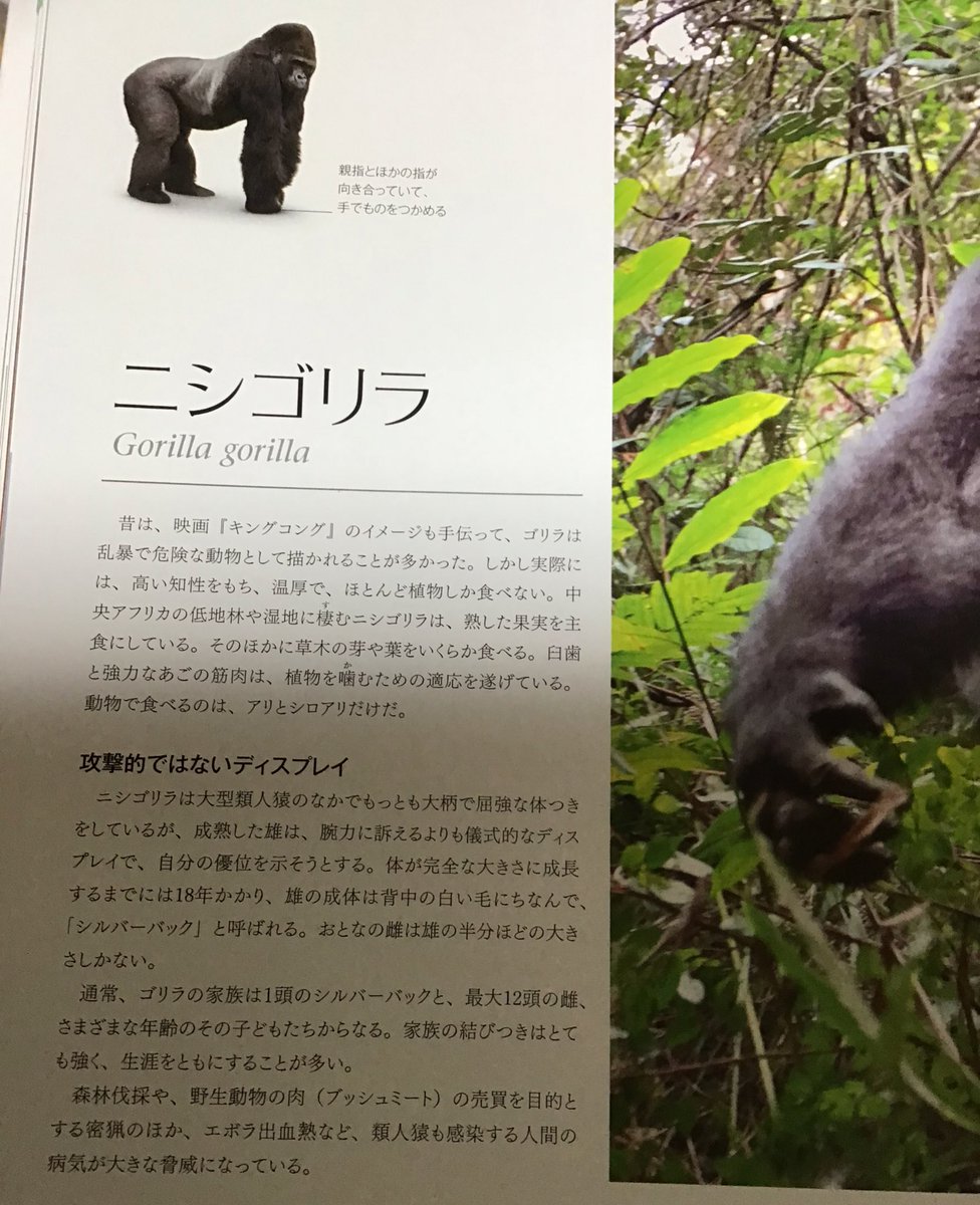 サルタヒコ 就活中 A Twitter 雄特有のシルバーバック 高い知性 温厚 腕力に訴えずディスプレイで自分の優位を示す ゴリラの家族は一頭のシルバーバック中心に複数の雌と子どもたち ものすごく強いのに暴力を使わずに群れをまとめようとした優しいリーダーの
