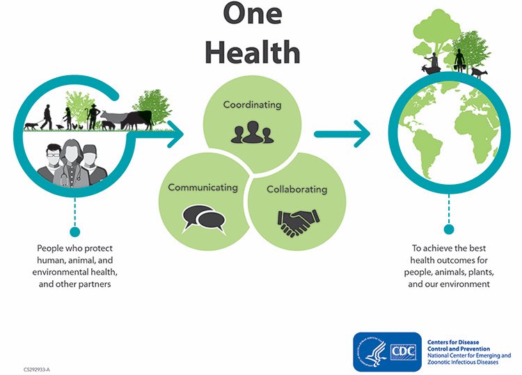 zoebye's tweet photo. The concept of ONE HEALTH states that human health is related to the health of animals and the health of the environment. For your health, treat the planet well. Stop using single use plastics! #OneHealth #plasticfreeUofG #systemsthinking https://t.co/GboKkobiDZ
