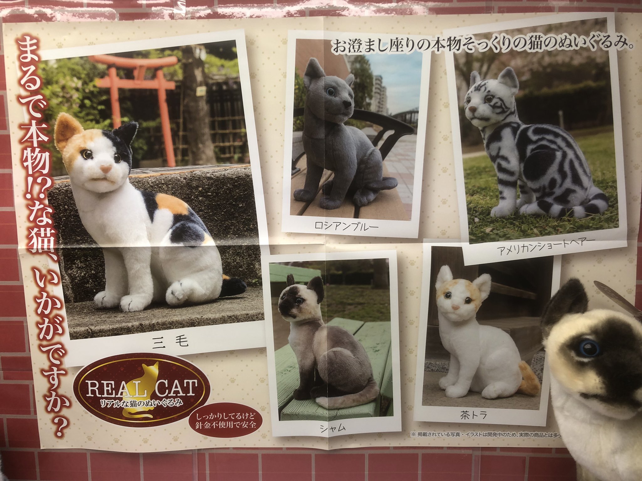 ドラマ港北インター店 景品入荷情報 大人気につき再入荷 とってもリアルなネコのぬいぐるみ 毛並みもふわふわで離れて見たら本当に本物かと思っちゃいます ドラマ港北インター店 景品入荷情報 大人気につき再入荷 とってもリアルなネコのぬいぐるみ 毛並みもふわふわで離れて見たら本当に本物かと思っちゃいます