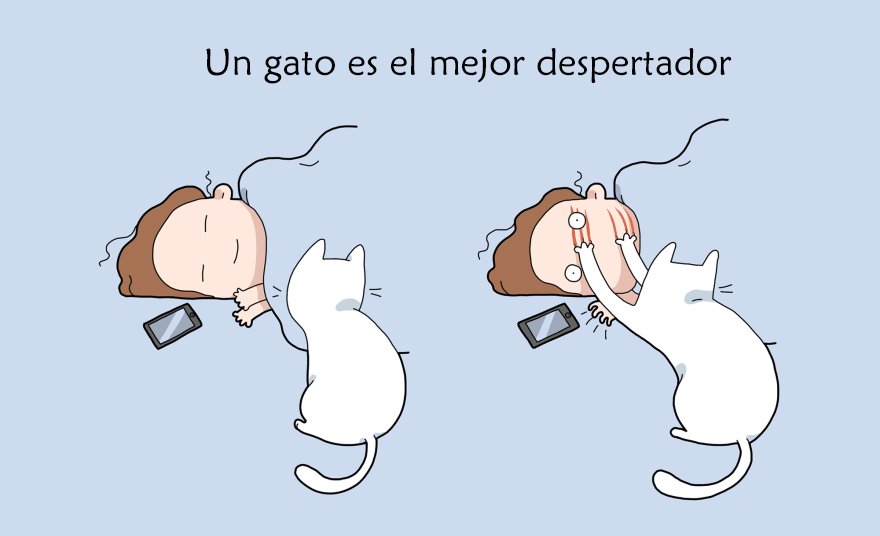 ¿Vuestro gato os despierta muy pronto?

#migatoesunico #migato #gato #gatito #gatos