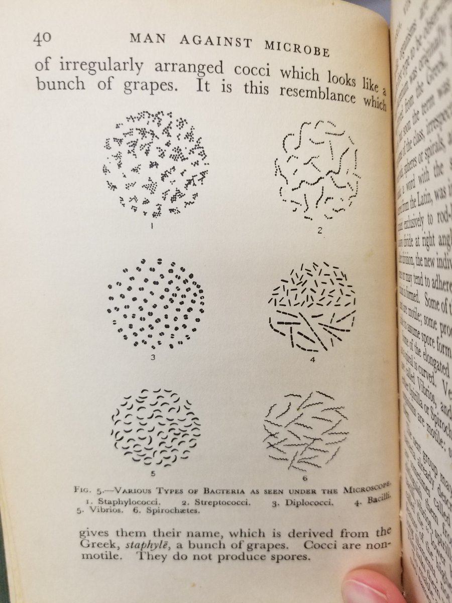Akram Salam (@akrammsalam) on Twitter photo Yesterday my dear friend <a href="/fab_ethnopharm/">Dr. Fabien Schultz 👨🏼🔬☘️🦍🌍🦠⚕️</a> tweeted about a very old German medicinal plant book he acquired. Here I present my book: Man Against Microbe, by Dr. Joseph Bigger (1939). This book, like many past works, is such a pleasure to read. Take a look! #microbiology #phdchat Yesterday my dear friend <a href="/fab_ethnopharm/">Dr. Fabien Schultz 👨🏼🔬☘️🦍🌍🦠⚕️</a> tweeted about a very old German medicinal plant book he acquired. Here I present my book: Man Against Microbe, by Dr. Joseph Bigger (1939). This book, like many past works, is such a pleasure to read. Take a look! #microbiology #phdchat