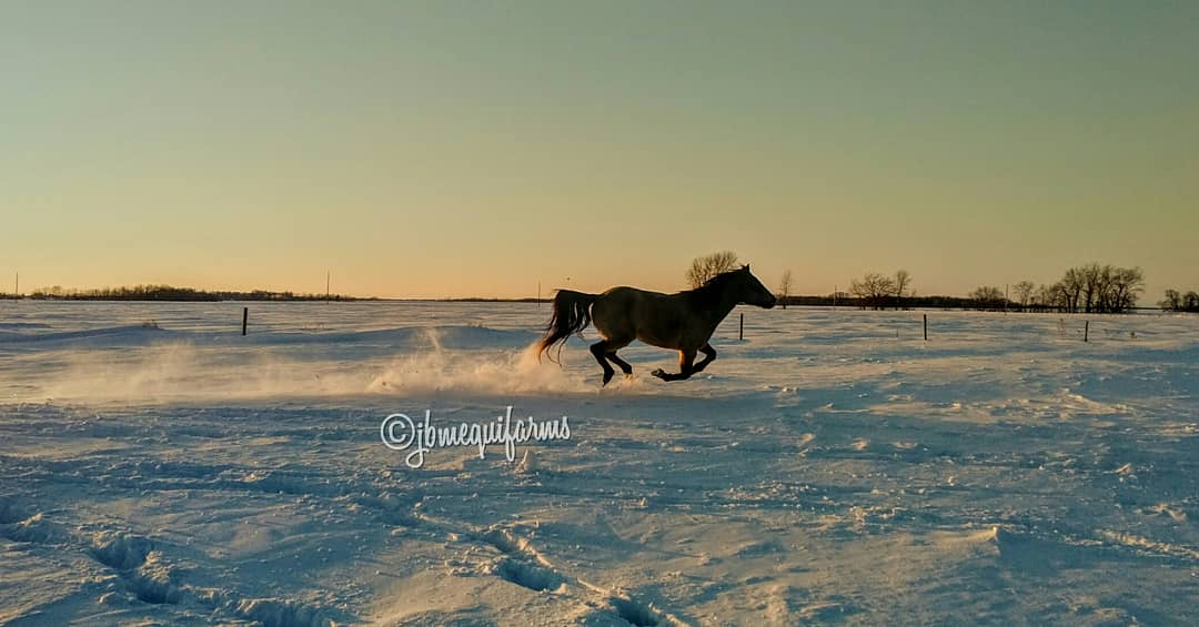 JBMEquiFarms's tweet photo. #sunsetaday...that was a nice break from frigid temps yesterday...still moving snow but ..always make time for the horses and dogs who were happy to play hard ππ #Manitoba #farm #prairie #horses #dogs #sunset #mbwx #winterinCanada #playful https://t.co/XlCUe25Mx1