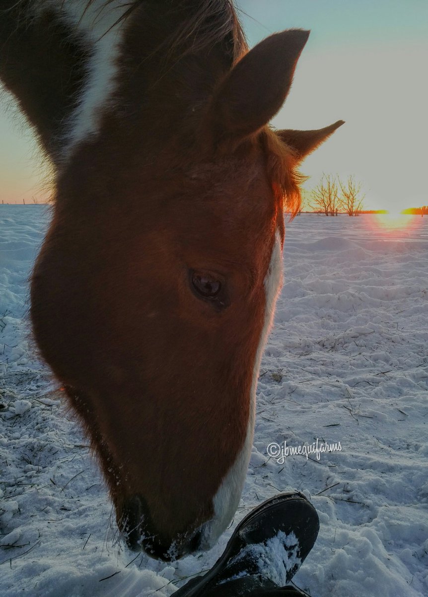 JBMEquiFarms's tweet photo. #sunsetaday...that was a nice break from frigid temps yesterday...still moving snow but ..always make time for the horses and dogs who were happy to play hard ππ #Manitoba #farm #prairie #horses #dogs #sunset #mbwx #winterinCanada #playful https://t.co/XlCUe25Mx1