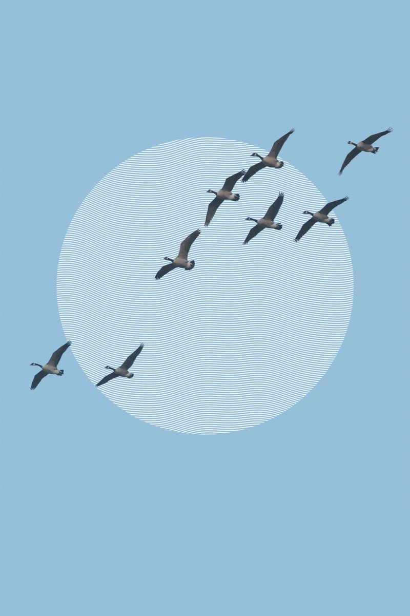 Alice Phillimore tweet media