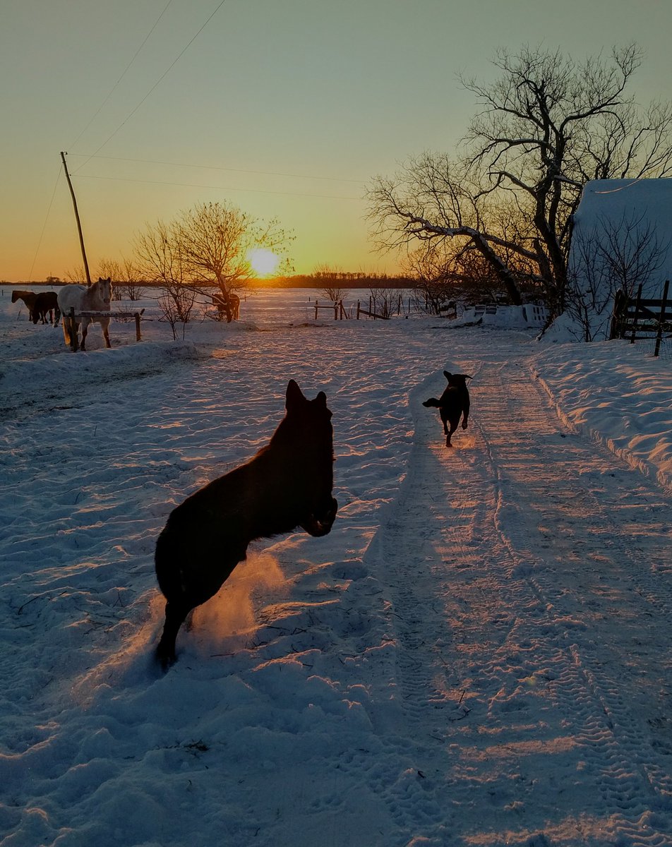 JBMEquiFarms's tweet photo. #sunsetaday...that was a nice break from frigid temps yesterday...still moving snow but ..always make time for the horses and dogs who were happy to play hard ππ #Manitoba #farm #prairie #horses #dogs #sunset #mbwx #winterinCanada #playful https://t.co/XlCUe25Mx1