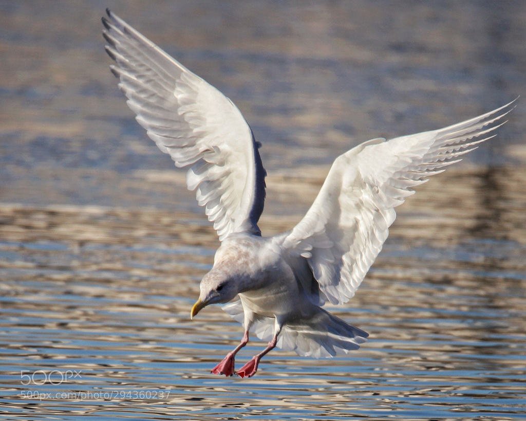 AlifMotormio's tweet photo. Pemandangan Alam Yang Indah Dan Berkah : Seagull Landing on Water 早起寒塘拍白鹭，喜见鸥鸟来相随。 https://t.co/sSnmVDHcJb