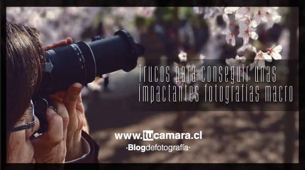 tucamaracl's tweet photo. Una de las claves de la fotografía macro es utilizar una velocidad de obturación elevada. En el post de  la semana te entregamos algunos trucos par #fotografiamacro  
https://t.co/UhAL8Txz13 https://t.co/nfpL5Xk737
