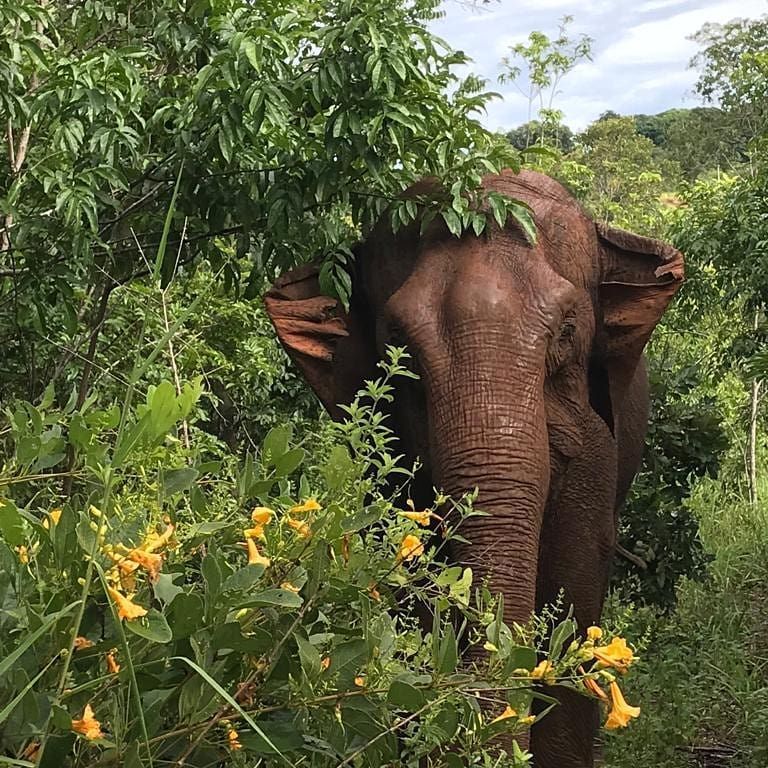GlobalElephants's tweet photo. Beautiful girl and those happy flaps! #Guida #HappyFlaps #ElephantSanctuaryBrazil https://t.co/axnnBsRCZy https://t.co/b8XOJjIcxB