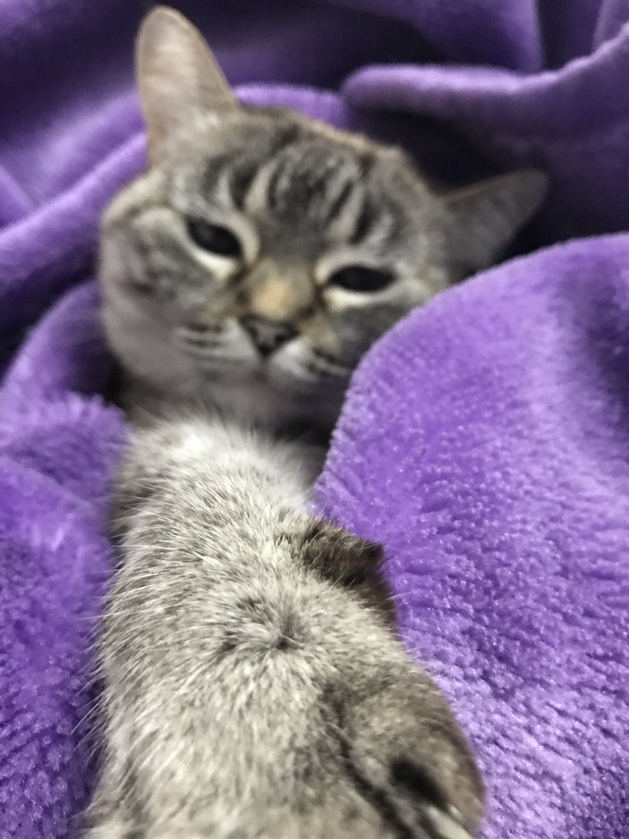 Fernando Montero tweet media