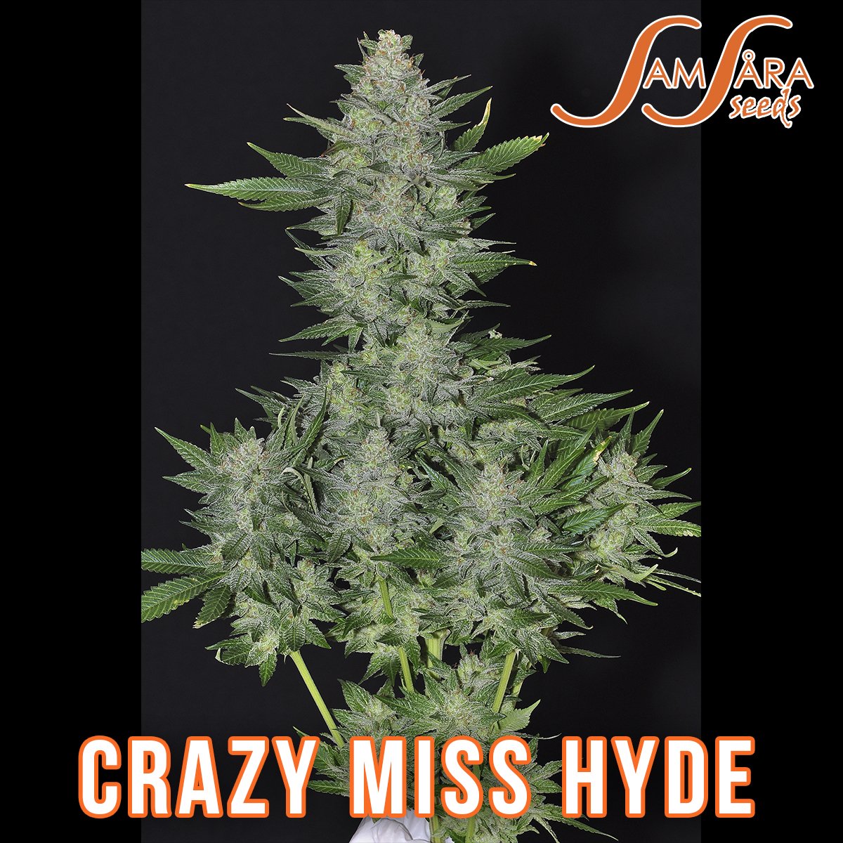 #CrazyMisHyde💨🌱🧡🌄 #SamsaraSeeds #TheMysticSeeds #CannabisStrains #CannabisSeeds #indica #indicastrain #cannabisindica