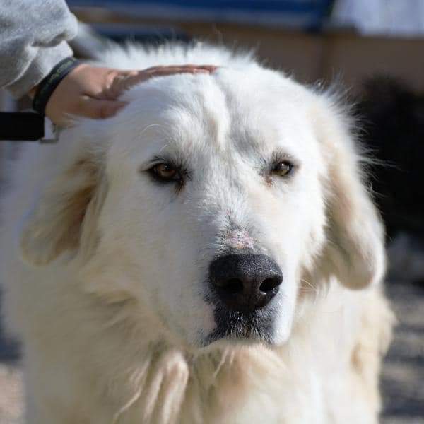 🔸COPO🔸Encontrado vagando por una zona de chalets, tuvo suerte de ser recogido ya que se encontraba delicado, orinaba con sangre. Ahora ya está en tratamiento y mejorando día a día. Es sociable con machos y hembras muy bueno y cariñoso, un osito esperando encontrar un hogar❤️