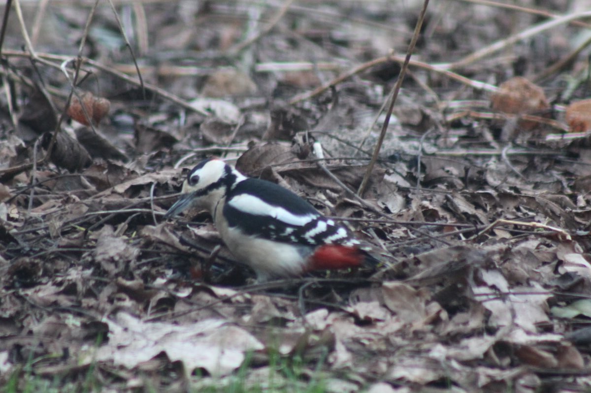 ArjanGrobben's tweet image. Blijft nog steed favoriet hoekje voor #grotebontespecht #bladindetuin #walnoten @volgdenatuur @vogelnieuws