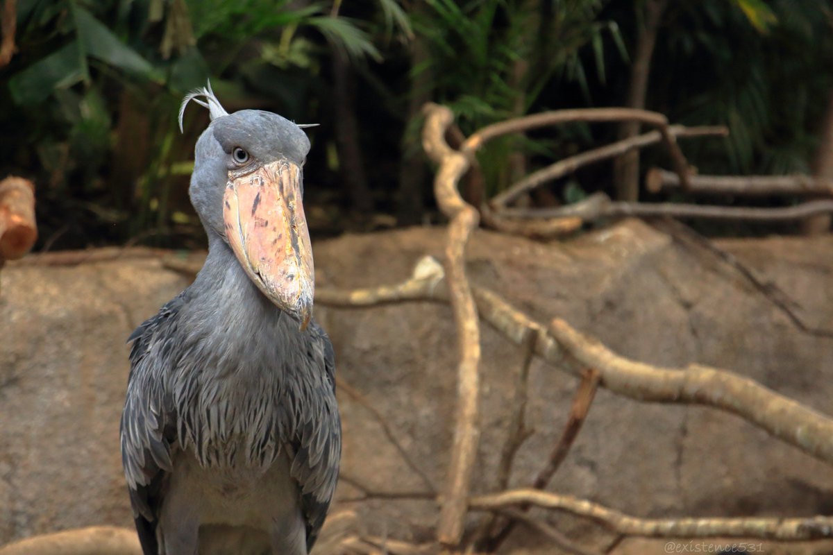 トリカ カシシちゃん 壁紙に良いかも ハシビロコウ Shoebill けもフレ写真部 那須どうぶつ王国