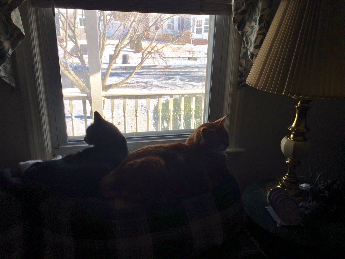 feralcatgang's tweet photo. Ralphie and Rrusty looking out the window watching snow melt. ❄️💦😹🦁#Whenwillitbespring. #CatsOfTwitter https://t.co/qh0G838KU0