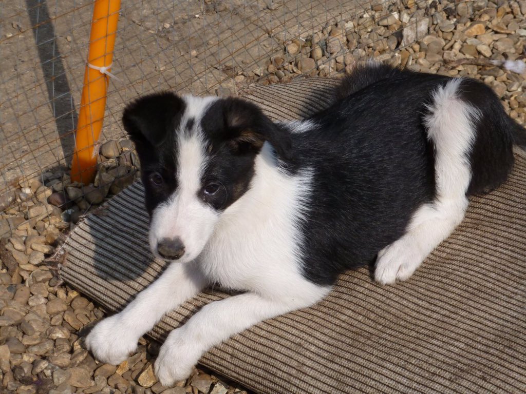 Riley A Dog S Life On Twitter This Is A Smooth Coat Border