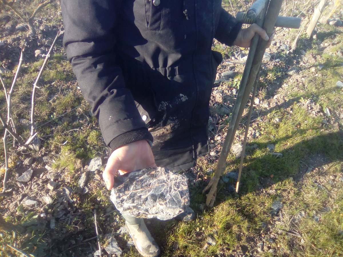DomaeVincendeau's tweet photo. Hier après-midi avec l'ATV @ChambagriPdL : on creuse , 10 cm par 10 cm, on évoque la texture (tel en #gastronomie !), le potentiel..parcelle #LeRaguenet : #Schiste pourpre, vert, #quartz , #phtannite , #spilite = #géodiversité #InPursuitofTaste 😎 Origine #terroir #sol vivant 🐞 https://t.co/iP3NDAQXDI