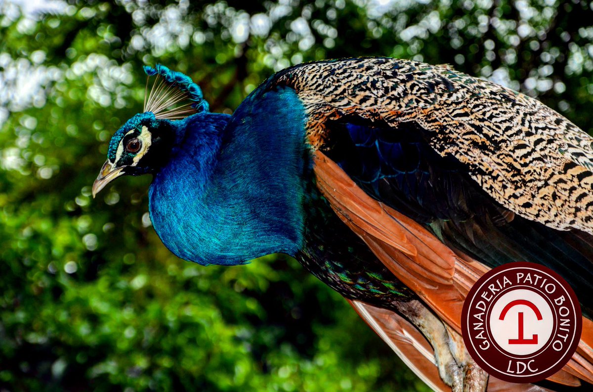patiobonitoldc's tweet photo. En nuestra ganadería somos amantes a los animales, uno de ellos es el pavo real 🦚. 
Animales majestuosos, asociado al concepto de vanidad, símbolo solar relacionado con la belleza, la gloria, la inmortalidad y la sabiduría. https://t.co/aNJtlWD6Oh